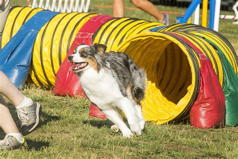 dog agility training wilmington nc